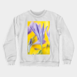 Triteleia laxa  'Koningin Fabiola'  Triplet lily  Also known as Queen Fabiola Crewneck Sweatshirt